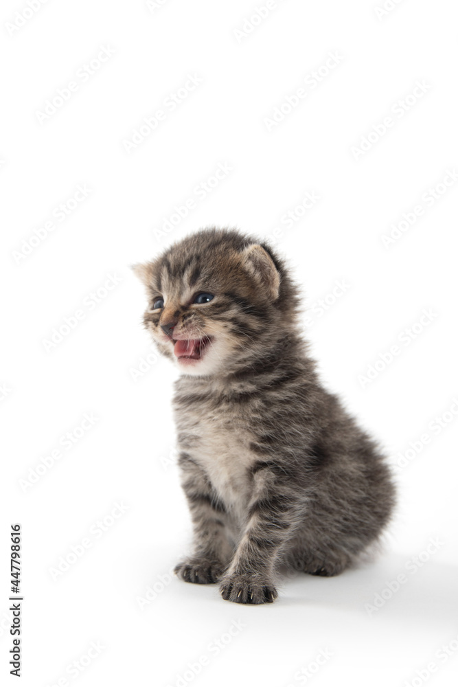Fototapeta premium Cute tabby kitten on white