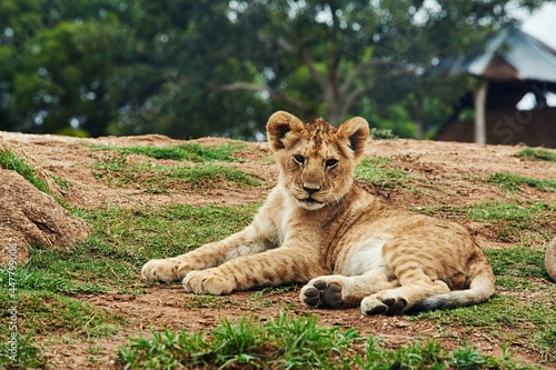Tableau sur Toile Lion king wild , lion cubs , lion king leialdes , puppies playing , lion cubs ,