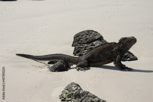 galapagos marine iguana walking in the sand