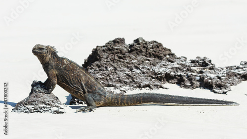 galapagos marine iguana walking in the sand © BROTEstudio