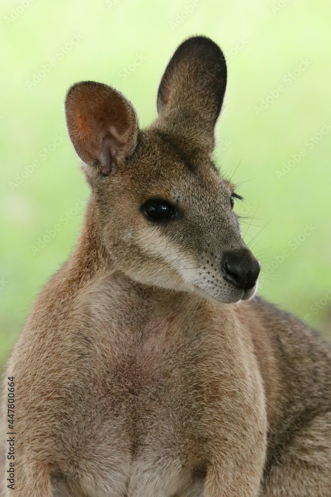 kangaroo in the grass