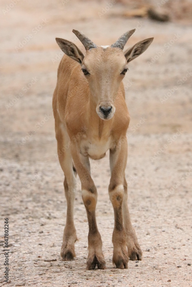 Barbary Sheep