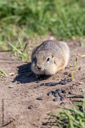Gopher collects sunflower seeds scattered on the ground