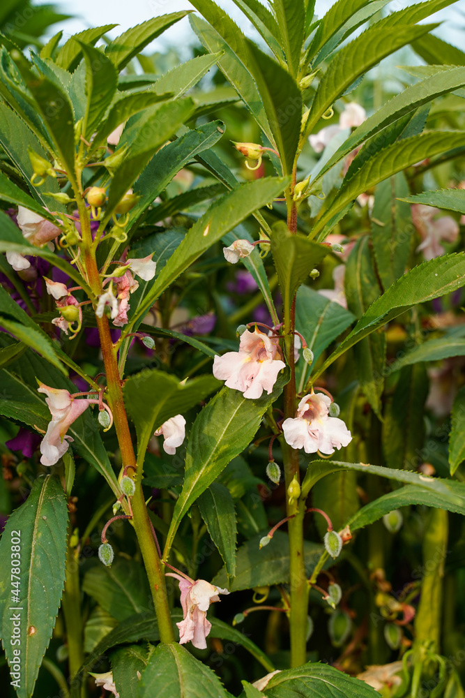 Pink balsam flowers growing in a field. Pink balsam flowers growing in a field.