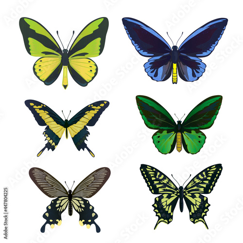 A set of colorful big tropical butterflies, swallowtail and birdwing, papilio and ornitoptera papilionidae. photo