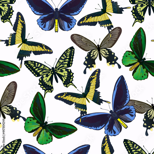 Seamless pattern with colorful big tropical butterflies, swallowtail and birdwing, papilio and ornitoptera papilionidae. photo