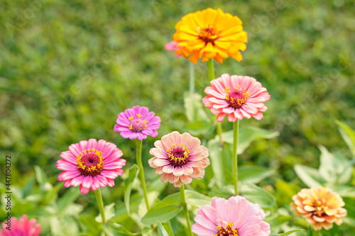 Varying sizes and colors of zinnia flowers growing in a field. Mainly orange and pink flowers.