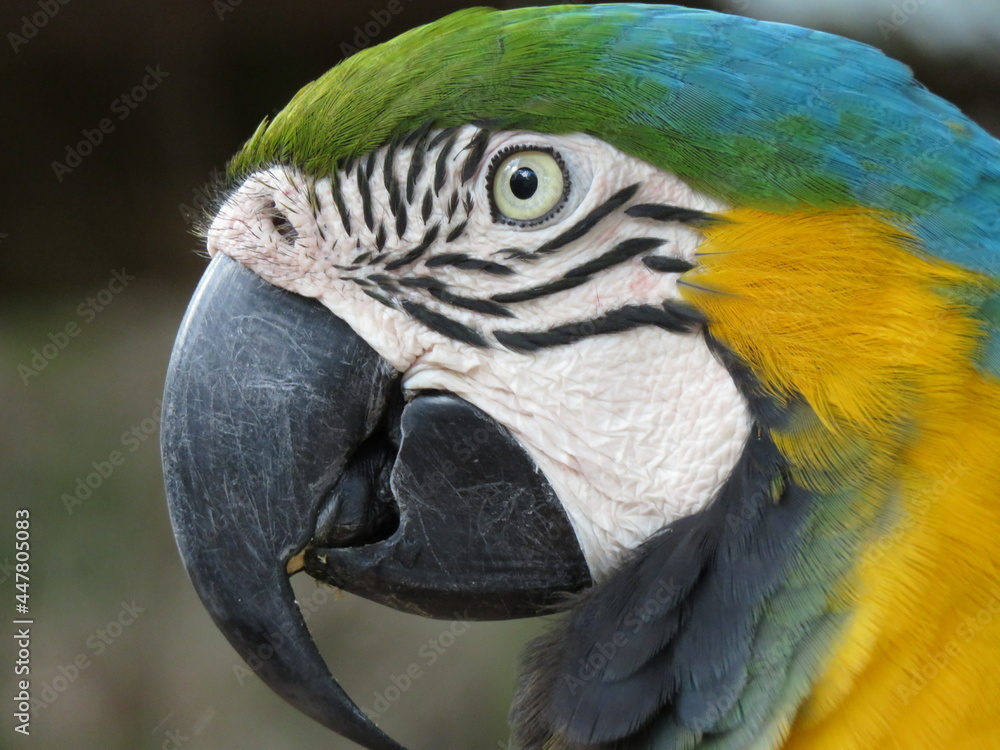 blue and yellow macaw