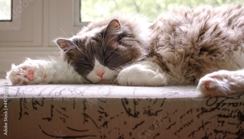 cat sleeping, fluffy cat, ragdoll cat, cat in a window