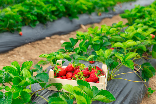 Wooden crate with freshly picked ripe red strawberries standing at farm field on background of green bushes rows. Concept of cultivation of organic berries and successful harvesting