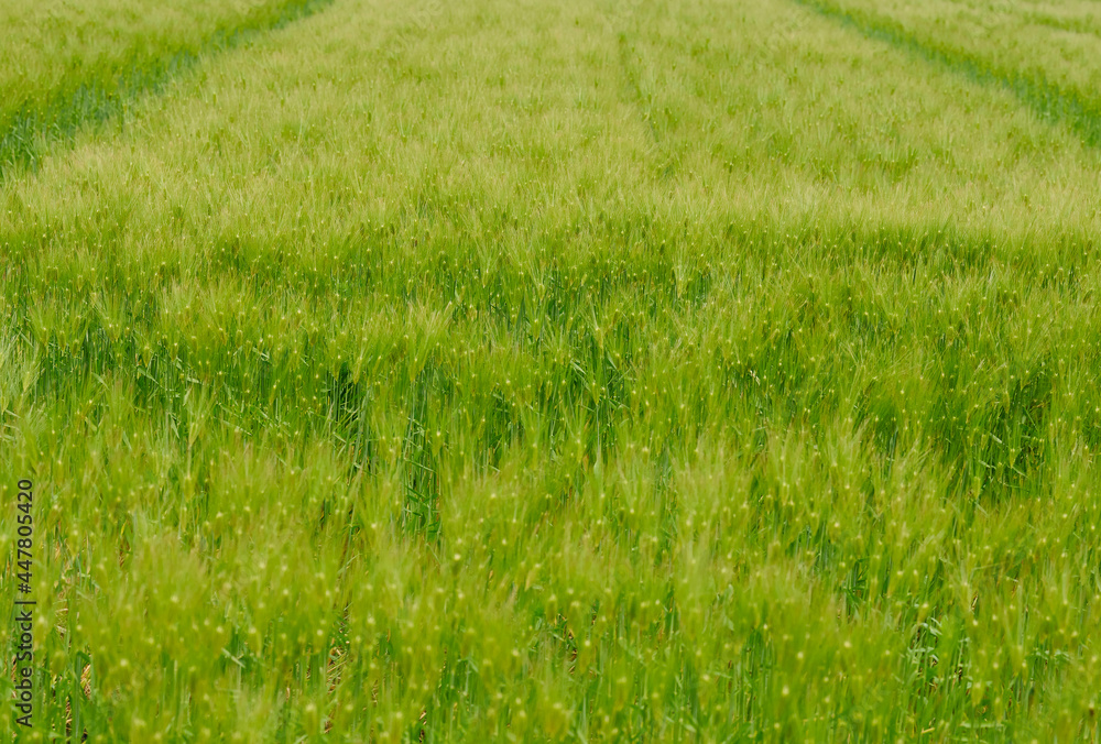 新緑の麦畑