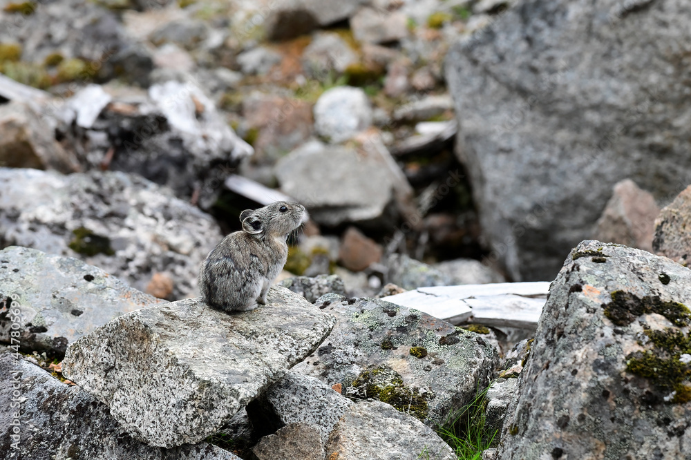 A Collared Pika (Ochotona collaris), closely related to hares and rabbits, climbs on rocks high in Alaska's Talkeetna Mountains.