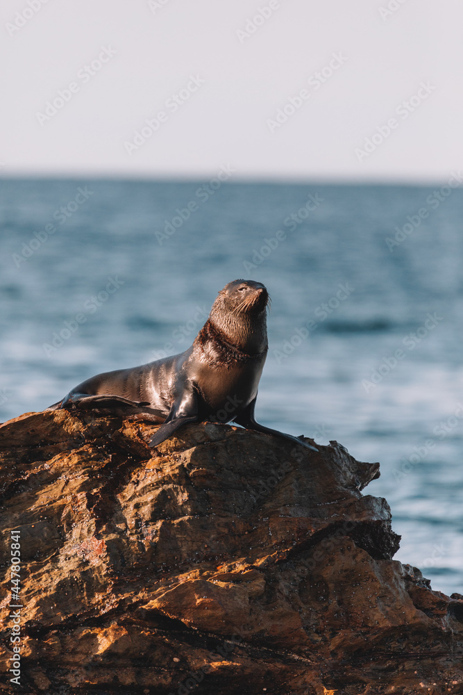 Fototapeta premium Fur seal sitting on a rock.