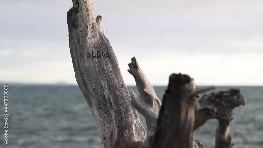 Aloha (Hawaiian word for Love, affection, peace, compassion and mercy) characters engraved on driftwood on Beach in Hawaii Aloha (Hawaiian word for Love, affection, peace, compassion and mercy) characters engraved on driftwood on Beach in Hawaii
