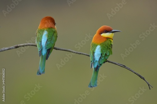 Chestnut-headed Bee-eater Head to back, orange, black eye band, neck and chest, bright yellow chest with small black and orange stripes, green body. Sticking to the branches.