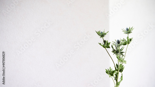 Eryngium / 青い花と白い壁