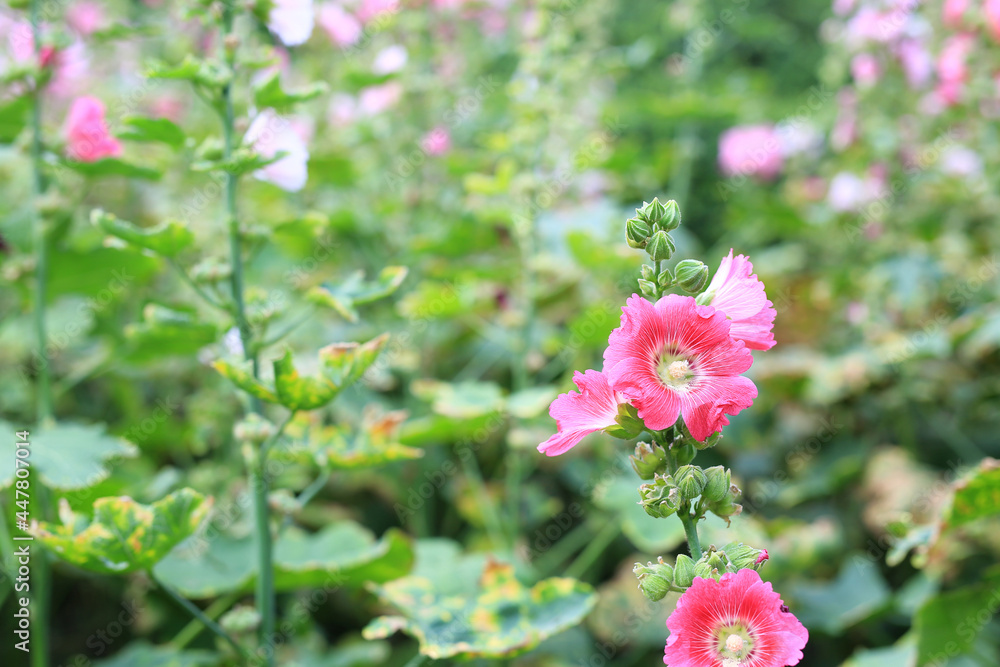 Hollyhock flower in a garden. Red pink Flower of hollyhock closeup on green blur background Hollyhock flower in a garden. Red pink Flower of hollyhock closeup on green blur background