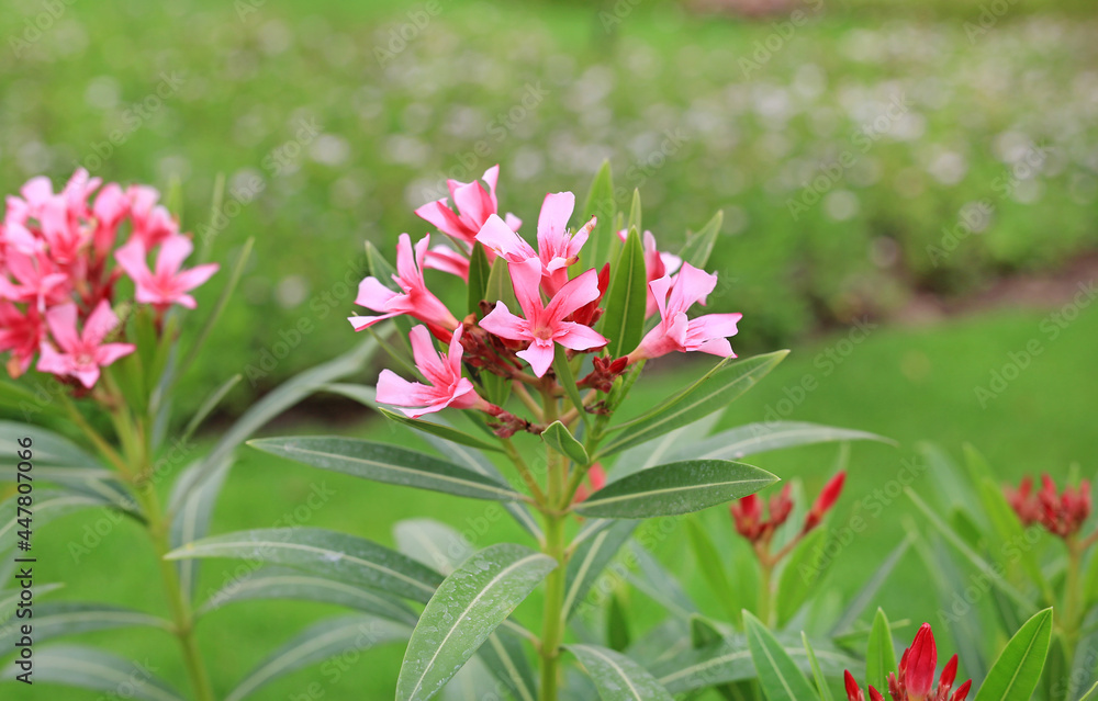 Oleander rose bay flower or Nerium oleander L. in the garden