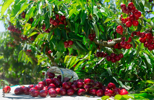Freshly harvested ripe red sweet cherries on table outdoors in shade of green foliage of fruit trees in summer orchard