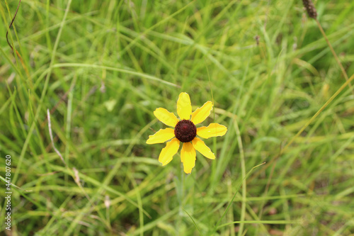 Fotomurale Single black-eyed black-eyed Susan bloom at the Chickamauga Battlefield site in