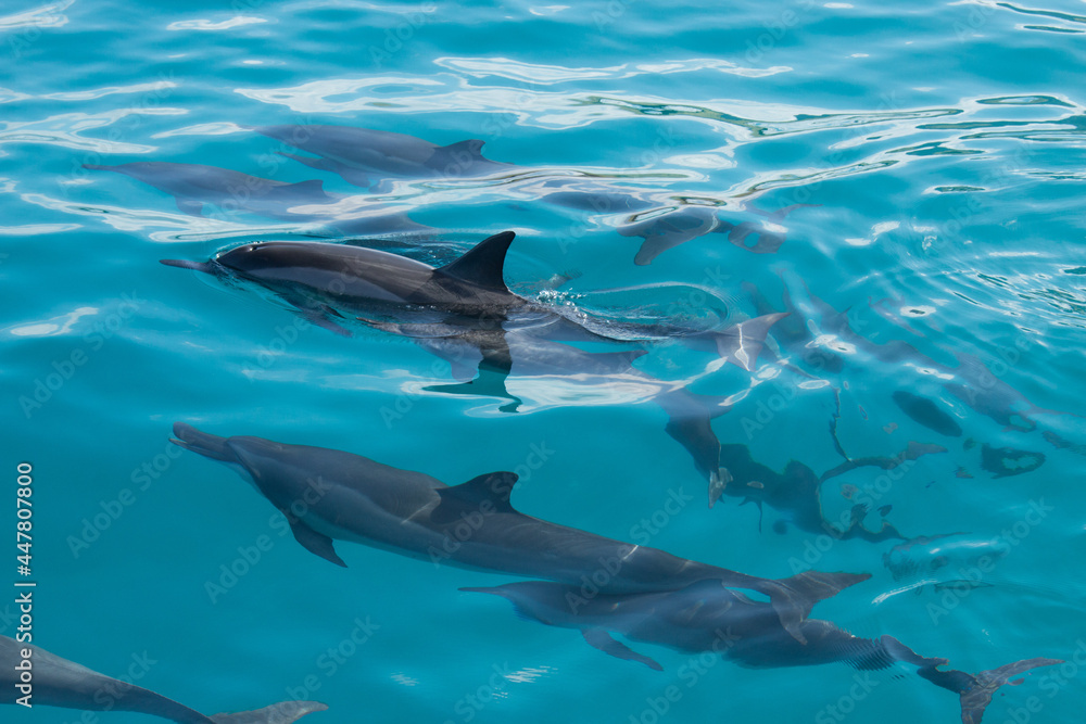 Fototapeta premium Dolphins 