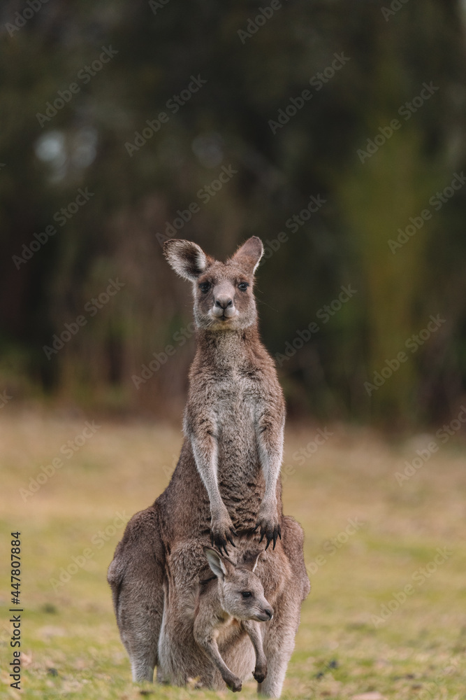 Mother Kangaroo with her Joey Mother Kangaroo with her Joey