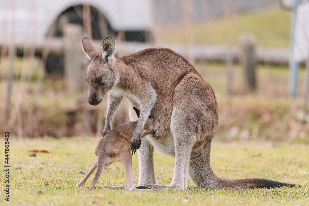 Mother Kangaroo with her Joey Mother Kangaroo with her Joey