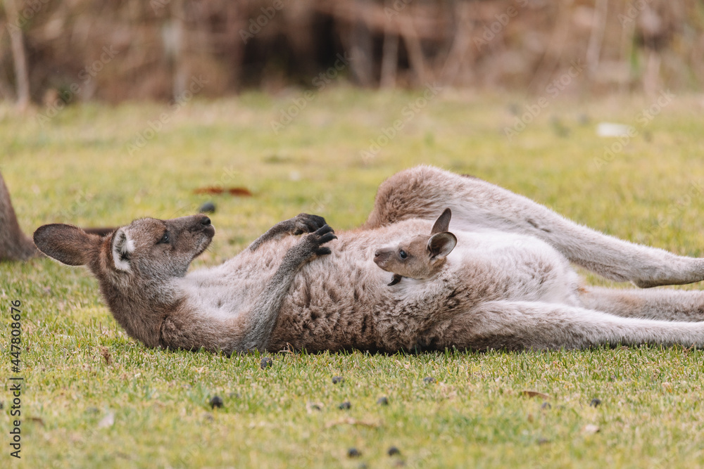 Mother Kangaroo with her Joey Mother Kangaroo with her Joey