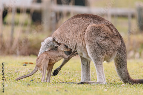 Mother Kangaroo with her Joey