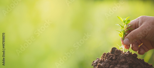 Valokuva Doing CSR by planting trees, CSR concept and business planting saplings of trees