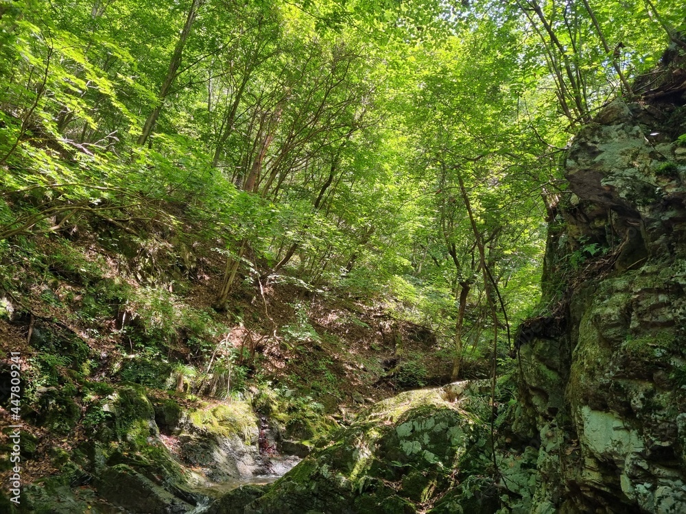Obraz premium moss on a tree