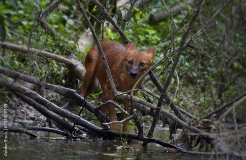 Asian Wild Dog, Dhole (Cuon alpinus) in the forest. Nakhon Ratchasima, Thailand.