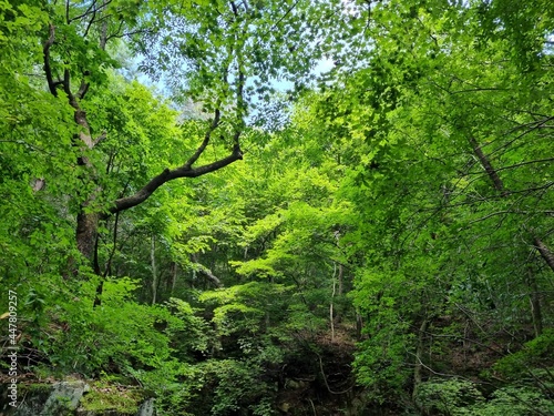 tree in the forest