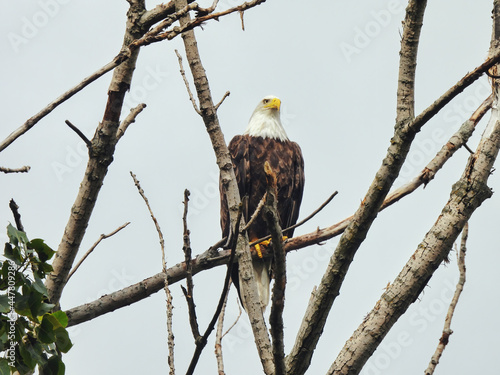 Bald Eagle In Tree: A majestic bald eagle in a bare, naked tree on a cloudy day looking straight ahead