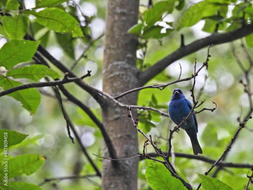 Stunning Dark Blue Indigo Bunting Bird Perched on Tree Branch with Green Forest Blurred in Background