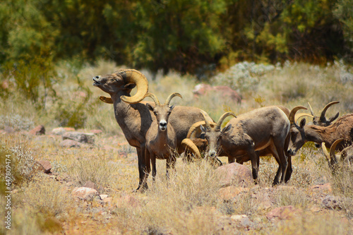 Photography Desert Bighorn Sheep
