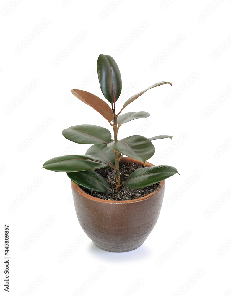 Fototapeta premium Rubber plant (ficus elastic plant) in brown clay pot isolated on white background. Modern house plants. Image with Clipping path