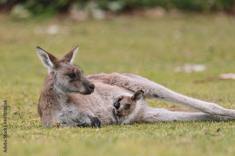 Mother Kangaroo with her Joey