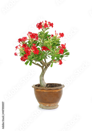 Adenium Obesum or Desert rose flower in brown clay pot isolated on white background. Image with Clipping path