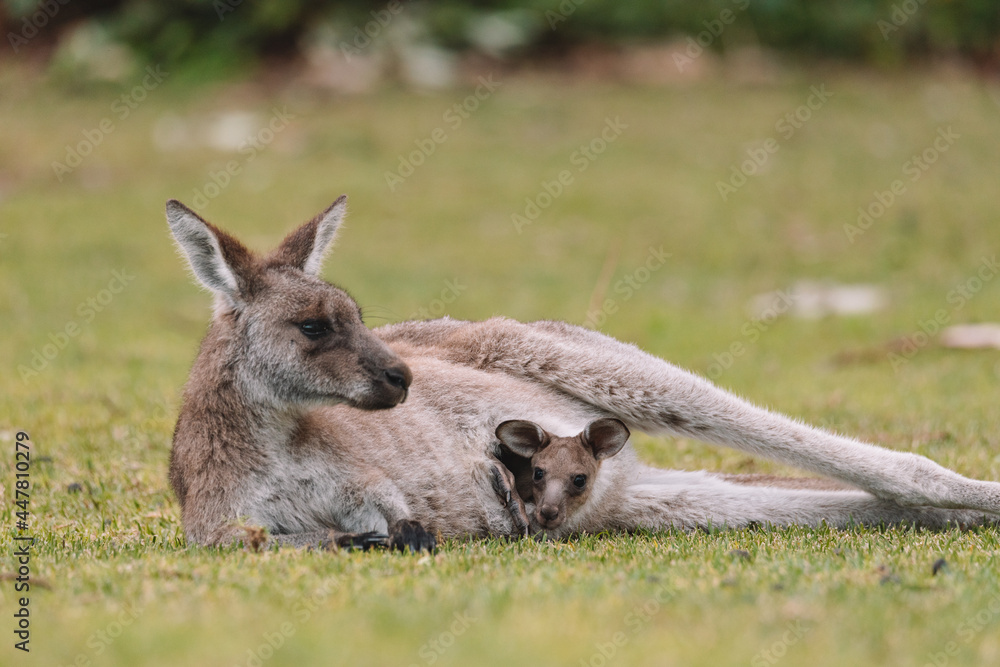 Mother Kangaroo with her Joey