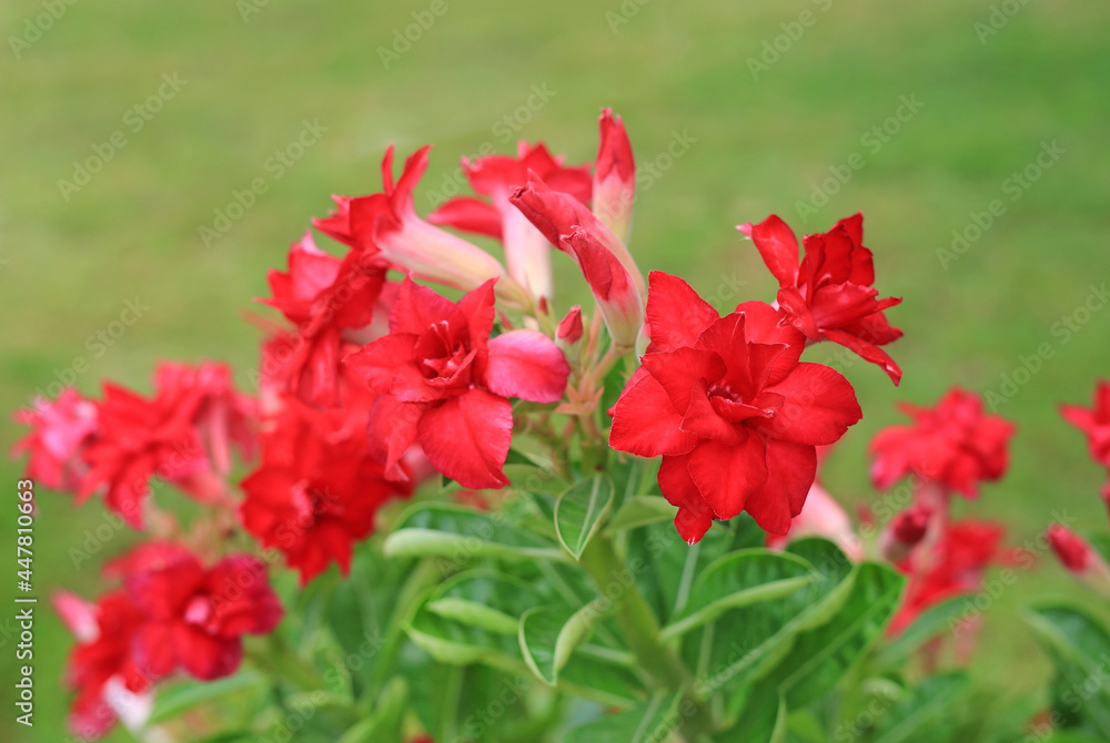 Beautiful Adenium Obesum flower. Red Desert rose in the garden