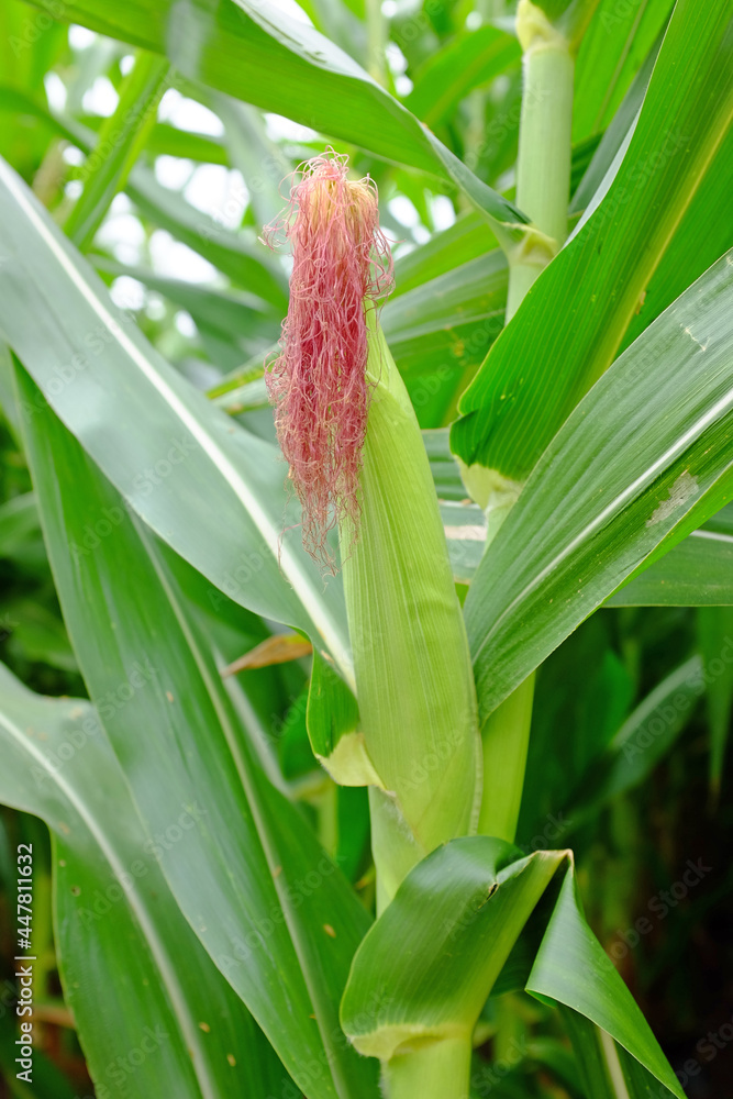 Young green corn field in agricultural garden Young green corn field in agricultural garden