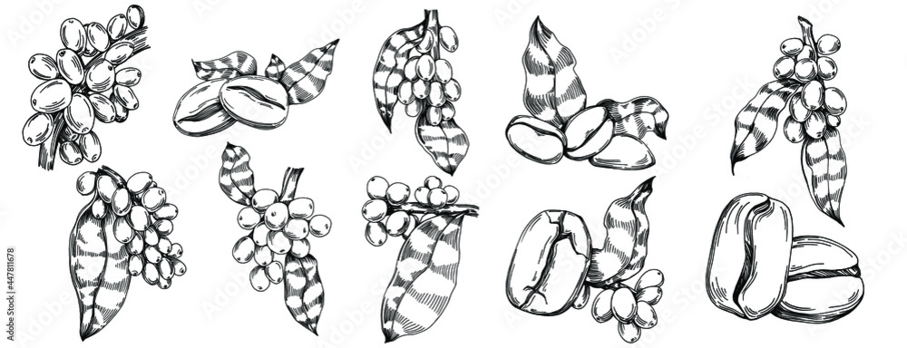 Coffee tree and beans in graphic style hand draw on white background. Isolated object with engraved style illustration. The best for design logo, menu, label, icon, stamp. Coffee tree and beans in graphic style hand draw on white background. Isolated object with engraved style illustration. The best for design logo, menu, label, icon, stamp.