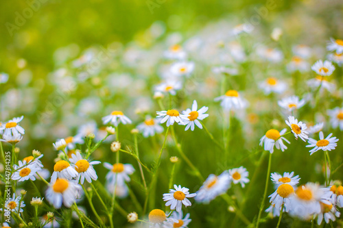 Beautiful background of many blooming daisies field. Chamomile grass close-up. Beautiful meadow in springtime full of flowering daisies with white yellow blossom and green grass 