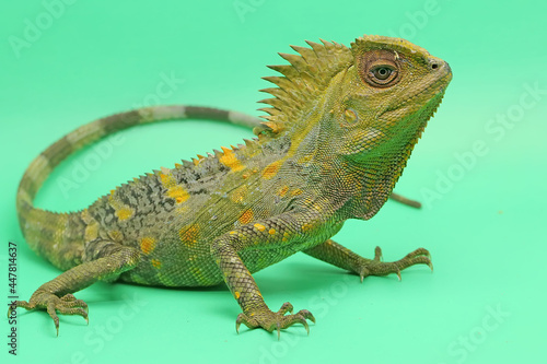 Body gesture of a frest dragon (Gonocephalus chamaeleontinus) who is ready to attack the intruding animals that enter its territory. photo