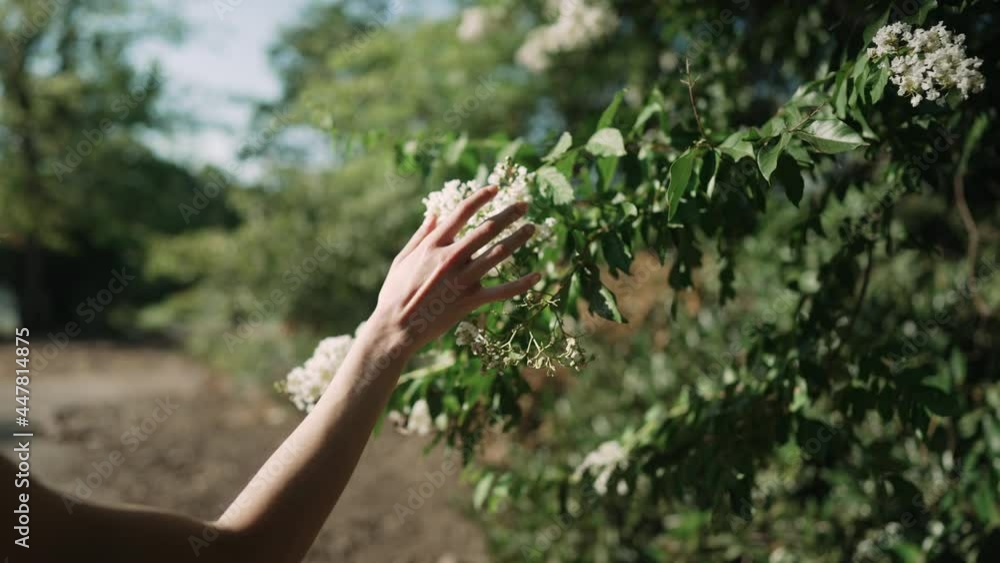 Woman's hand gently caresses beautiful white flowers in slow motion. Woman's hand gently caresses beautiful white flowers in slow motion.