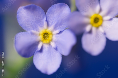 Forget-me-not or Myosotis flower on blue background, close-up. Symbol of freemasons or remembrance