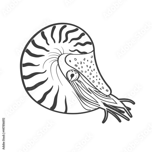 Nautilus in Line art style. Vector illustration. Tropical, exotic, Philippines, Bohol. Wild life, fauna. Underwater, ocean, sea, marine. Mollusk. Contouring animal. Simple shape. Coloring book. 