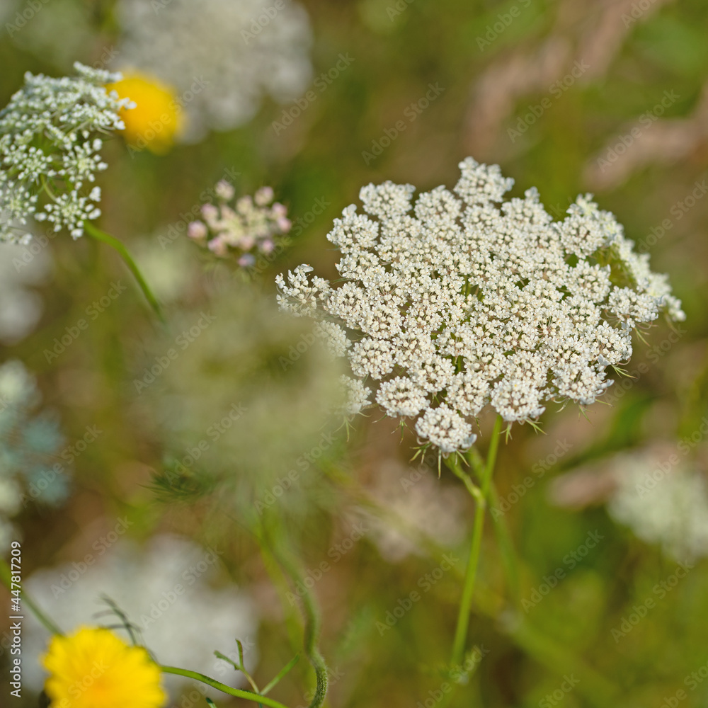 Obraz premium Blühende Wilde Möhre, Daucus carota