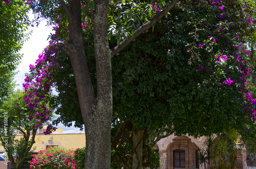 Dolores Hidalgo, Mexico - Jardin across from the Catedral © Brunnell